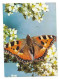 Farfalla Tra I Fiori, Butterfly Among Flowers ; Viaggiata In Italia Nel 1973 ; Storia Postale - Papillons