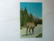 Canadian ELK In The Mountains Elan - Wapiti - Other & Unclassified