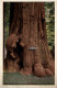 Santa Cruz - Big Tree Jumbo - Otros & Sin Clasificación