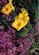 Antilles - Fleurs Des Antilles - Alamanda Et Bougainvillier - CPM - Voir Scans Recto-Verso - Andere & Zonder Classificatie