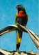 Animaux - Oiseaux - Perroquet - Rainbow Lorikeet - CPM - Voir Scans Recto-Verso - Birds