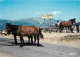 Animaux - Chevaux - Collection D'Art Pyrénéen - Les Pyrénées - Route Du Col D'Aubisque - Le Col Du Soulor - Flamme Posta - Horses