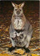 Animaux - Wallaby - Réverve Africaine De Sigean - CPM - Voir Scans Recto-Verso - Other & Unclassified