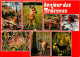 Animaux - Animaux Des Ardennes - Multivues - Sanglier - Rouge Gorge - CPM - Voir Scans Recto-Verso - Other & Unclassified