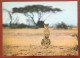 Kenya - Amboseli National Park - Cheetah - 1965 (c678) - Kenya