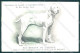 Animali Dog Cane Braque De Ariege Pointer Postcard VK9544 - Autres & Non Classés