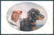 Animals Reichert Dog Setter MM Vienne 1219 Cartolina Postcard TW1258 - Autres & Non Classés