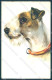 Animals Norfini Dog Fox Terrier Serie 1044 Cartolina Postcard TW1290 - Other & Unclassified