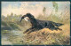 Animals Muller Dog Irish Setter Hunting Mallard Serie 330 WRINKLE Pc TW1285 - Other & Unclassified