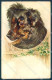 Animals Dog Shepherd CORNER CREASE Cartolina Postcard TW1281 - Other & Unclassified