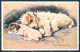 Animals Mac Dog Valentines Oilette 3090 Cartolina Postcard TW1241 - Other & Unclassified