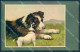 Animals BT Dog Saint Bernard Jack Russell Cartolina Postcard TW1222 - Other & Unclassified