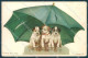 Animals Dog Puppies Jack Russell TSN Aquarell 5457 CORNER CREASE Postcard TW1196 - Sonstige & Ohne Zuordnung