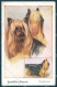 Animals Vernon Stokes Dog Yorkshire Terrier Serie 1486 Cartolina Postcard TW1208 - Sonstige & Ohne Zuordnung