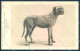 Animals Dog Mastiff British Museum Waterlow B 67 Cartolina Postcard TW1251 - Sonstige & Ohne Zuordnung