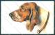 Animals Norfini Dog Bracco Serie 1044 CREASED Cartolina Postcard TW1296 - Sonstige & Ohne Zuordnung