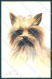 Animals Norfini Dog Yorkshire Serie 1044 Cartolina Postcard TW1295 - Sonstige & Ohne Zuordnung