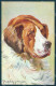 Animals Donadini Jr Saint Bernard Dog Peluba 235 Cartolina Postcard TW1142 - Sonstige & Ohne Zuordnung