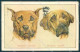 Animals Dog Mastiff Great Dane Serie 377-1 Cartolina Postcard TW1126 - Sonstige & Ohne Zuordnung