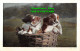 R400267 For Sale. Puppies In The Basket. Z. O. 267. A. And G. Taylors Orthochrom - Mondo