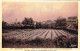 44 - Loire Atlantique -  SAVENAY -  Ville Située Au Milieu D Une Campagne Plantureuse De Ses Prairies De La Loire - Savenay