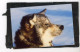 Diapositive Et Photo Originale .  Chiens De Traineaux  , HUSKY ,  MALAMUTE D'ALASKA .. Photos  VINITZKY VLADIMIR   1987 - Luoghi