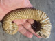 Joli Fossile D'une Ammonite Deroulée De 13cm De Long - Nice Fossil Of An Unrolled Ammonit - Fossili