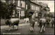 Ansichtskarte Oberhof (Thüringen) Idyll - Viehabtrieb 1960 - Oberhof