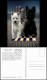 Ansichtskarte  Motivkarte Thema Schach (Chess) 2 Hunde Auf Schachbrett 1998 - Contemporanea (a Partire Dal 1950)