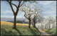 Ansichtskarte  Stimmungsbild: Frühling Blühende Bäume Photochromie 1911 - Other & Unclassified