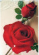 FLOWERS Vintage Postcard CPSM #PAS114.A - Fiori