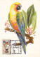 ANIMALS, BIRDS, PARROTS, SUN PARAKEET, CM, MAXICARD, CARTES MAXIMUM, OBLIT FDC, 1991, ROMANIA - Pappagalli & Tropicali