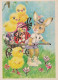 EASTER RABBIT Vintage Postcard CPSM #PBO428.GB - Pâques