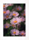 FLOWERS Vintage Postcard CPSM #PAR685.GB - Blumen