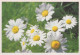 FLEURS Vintage Carte Postale CPSM #PBZ695.FR - Flowers