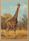 GIRAFE Animaux Vintage Carte Postale CPSM #PBS948.FR - Girafes