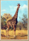 GIRAFE Animaux Vintage Carte Postale CPSM #PBS948.FR - Giraffen