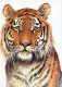 TIGRE Animaux Vintage Carte Postale CPSM #PBS044.FR - Tigres