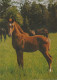 CHEVAL Animaux Vintage Carte Postale CPSM #PBR895.FR - Cavalli