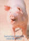 PORCS Animaux Vintage Carte Postale CPSM #PBR758.FR - Pigs