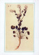 FLEURS Vintage Carte Postale CPSM #PAR387.FR - Blumen