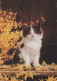 CHAT CHAT Animaux Vintage Carte Postale CPSM #PAM127.FR - Cats