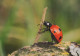 INSEKTEN Tier Vintage Ansichtskarte Postkarte CPSM #PBS484.DE - Insetti