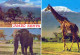 GIRAFFE Tier Vintage Ansichtskarte Postkarte CPSM #PBS949.DE - Giraffen