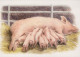 PIGS Tier Vintage Ansichtskarte Postkarte CPSM #PBR759.DE - Cerdos