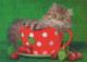 KATZE MIEZEKATZE Tier Vintage Ansichtskarte Postkarte CPSM #PBQ729.DE - Cats