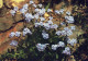 FLOWERS Vintage Ansichtskarte Postkarte CPSM #PAS469.DE - Flores