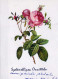 FLOWERS Vintage Ansichtskarte Postkarte CPSM #PAS289.DE - Flores