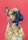 HUND Tier Vintage Ansichtskarte Postkarte CPSM #PAN831.DE - Dogs