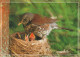 VOGEL Tier Vintage Ansichtskarte Postkarte CPSM #PAM695.DE - Birds